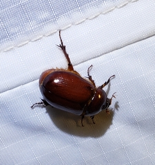 Oxygrylius peninsularis