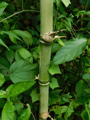 Image of Guadua longifolia