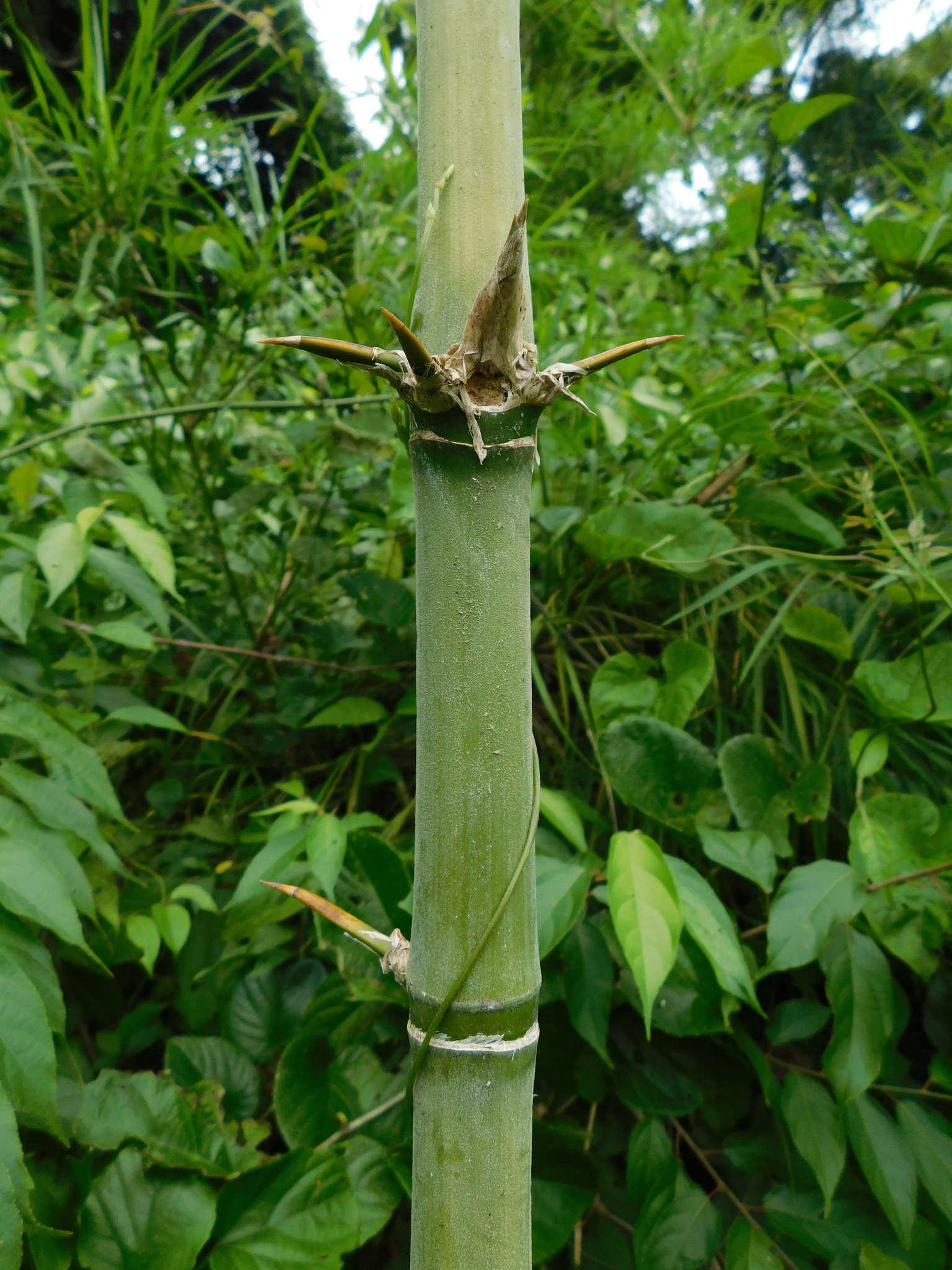 Guadua longifolia