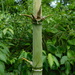 Bambú Espinudo - Photo (c) Luis Humberto Vicente-Rivera, algunos derechos reservados (CC BY-NC), subido por Luis Humberto Vicente-Rivera