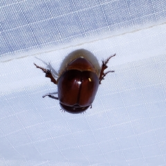 Oxygrylius peninsularis