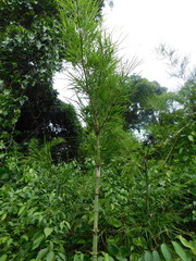 Guadua longifolia image