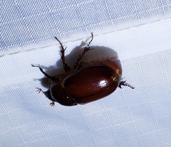 Oxygrylius peninsularis