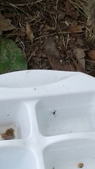 Gerromorpha