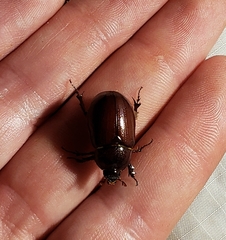 Oxygrylius peninsularis