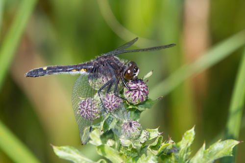 Dot-tailed Whiteface