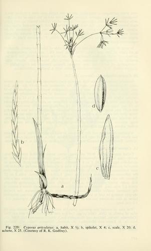 Jointed Flatsedge