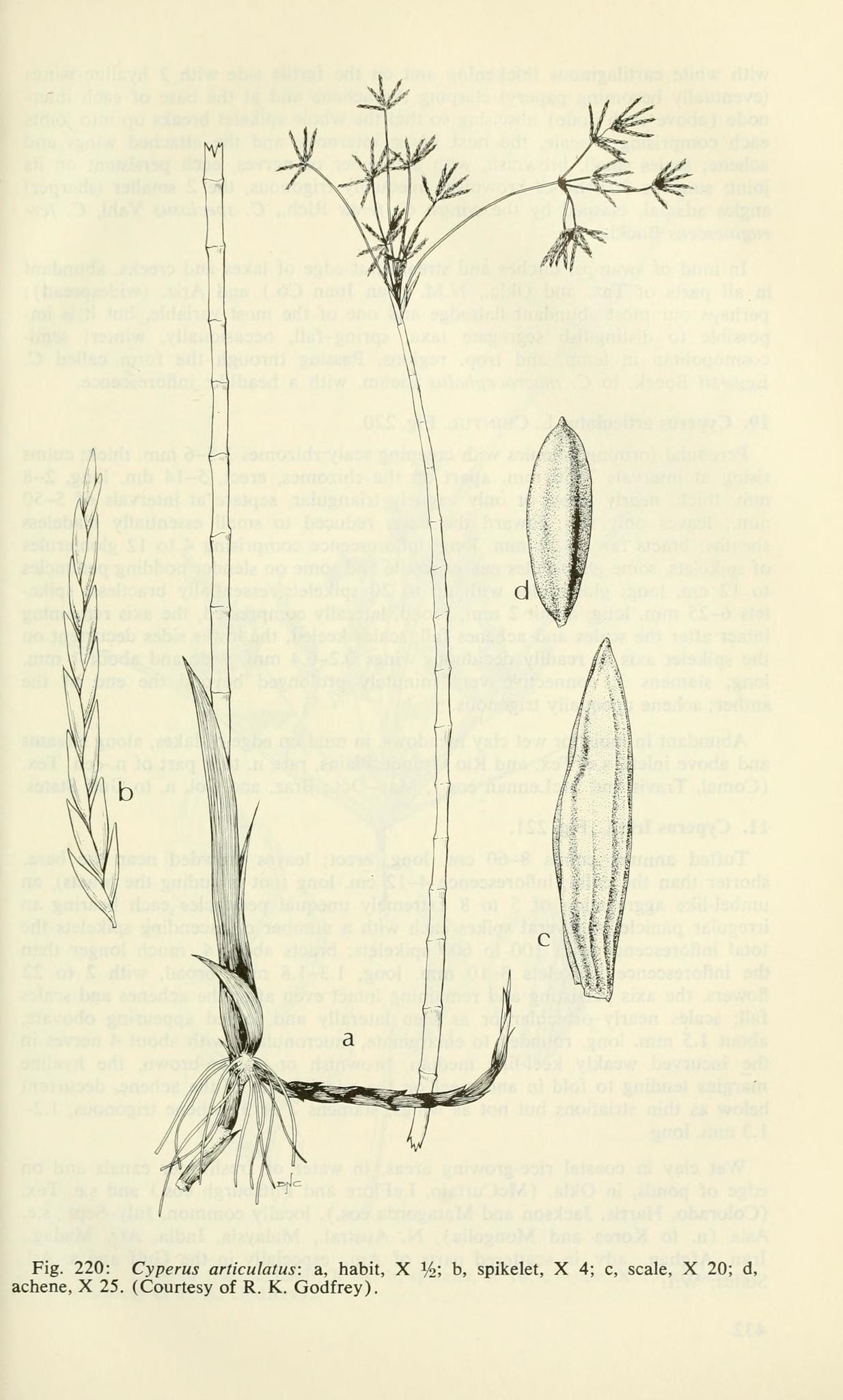 Photos Of Jointed Flatsedge Cyperus Articulatus Inaturalist