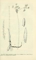 Jointed Flatsedge