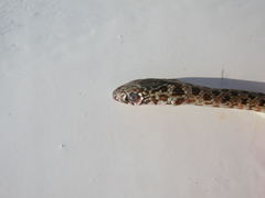 Dolichophis caspius