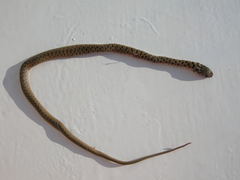 Dolichophis caspius