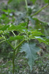 Datura stramonium