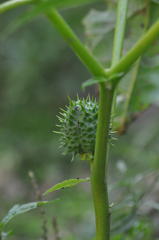 Datura stramonium