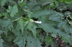 Datura stramonium