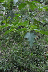 Datura stramonium