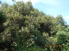 Ficus pertusa