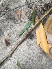 Agelenidae