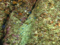 Chromis limbaughi