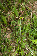 Ophrys insectifera