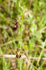Ophrys insectifera