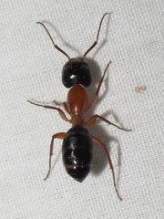 Camponotus texanus