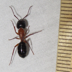 Camponotus texanus