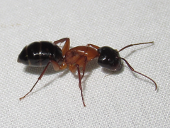 Camponotus texanus