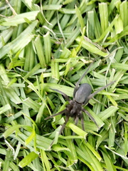 Arachnida