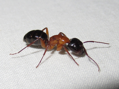 Camponotus texanus