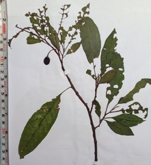 Cestrum nitidum