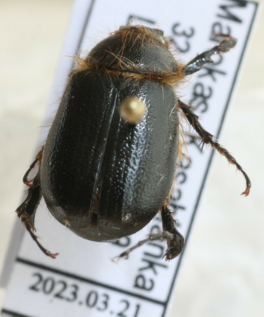 Pachydema anthracina
