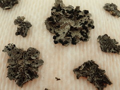 Umbilicaria virginis