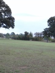 Odocoileus virginianus