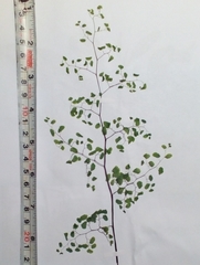 Adiantum braunii