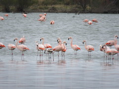 Phoenicopterus chilensis