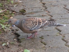 Streptopelia orientalis