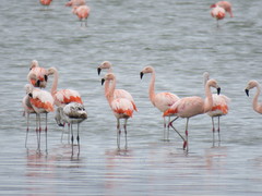 Phoenicopterus chilensis