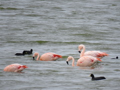 Phoenicopterus chilensis