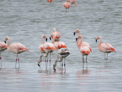 Phoenicopterus chilensis