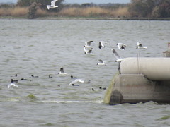 Chroicocephalus maculipennis