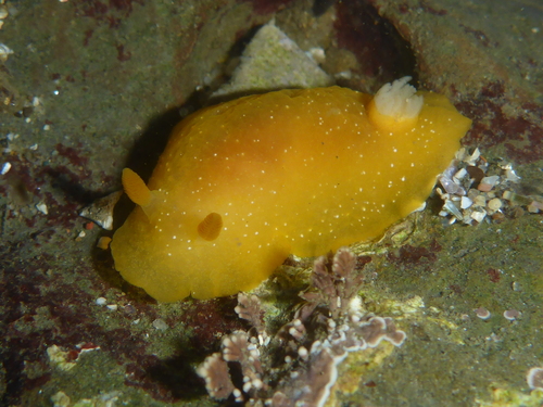 White-speckled Dorid