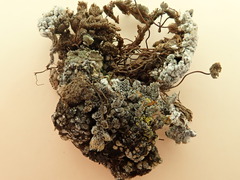 Catapyrenium daedaleum