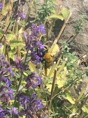 Bombus