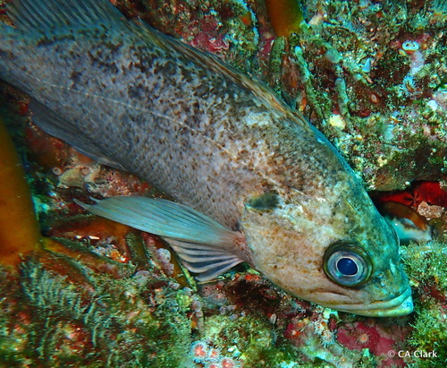 Kelp Rockfish
