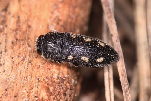 Representative image of Acmaeodera bipunctata