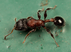 Dilobocondyla fouqueti