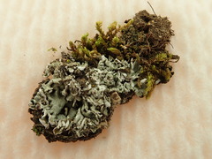 Cladonia symphycarpa