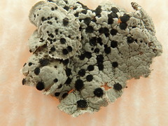 Umbilicaria virginis