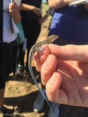 Aspidoscelis hyperythrus beldingi