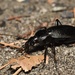 Carabus yaconinus yaconinus - Photo (c) moto-frog, some rights reserved (CC BY-NC)